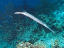 gal/Bonaire 2006/_thb_TrumpetCropped5x3.jpg